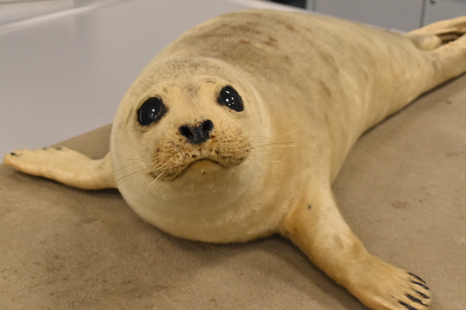 Besuch der „Schutzstation Wattenmeer“